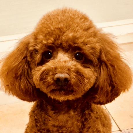 Apple Docs MCP Server logo